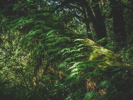 The Doi Ang Ka Nature Study Route in Chiang Mai is an evergreen forest filled with ferns, mosses and many mushrooms.の写真素材