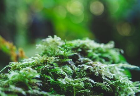 The Doi Ang Ka Nature Study Route in Chiang Mai is an evergreen forest filled with ferns, mosses and many mushrooms.の写真素材