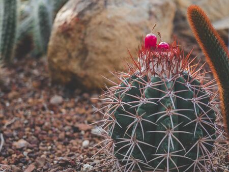 Many types of cactus are both large and small. With beautiful flowers and without flowersの写真素材