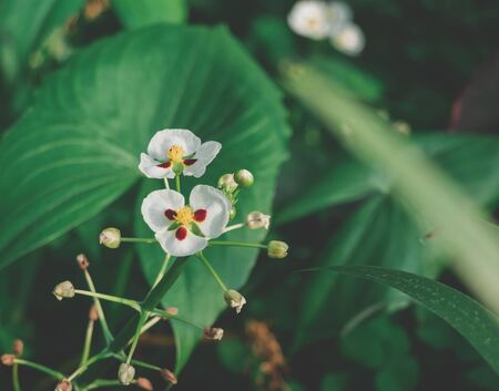Flowers that are popularly grown in northern Thailand.の写真素材