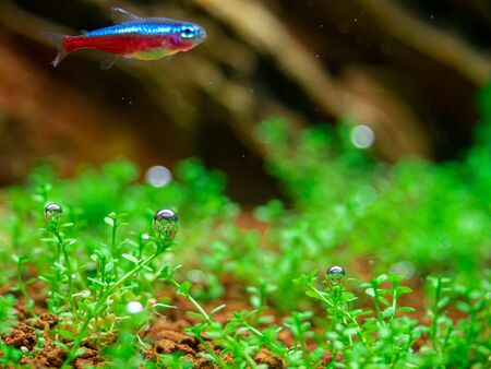 The bubbles generated by the water plants in the fish tank are exposed to enough light and carbon to...