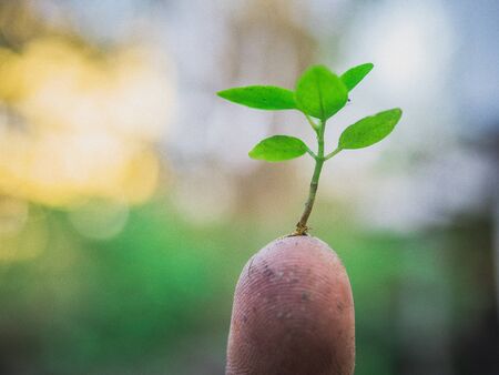 The hands of the farmers look dirty, but they are the things that help the world produce oxygen and food.の写真素材