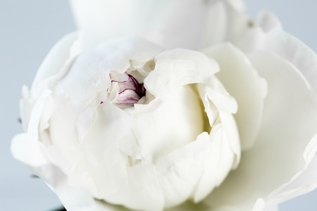 Peony on a white backgroundの写真素材