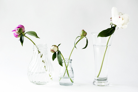 peonies on a white backgroundの写真素材