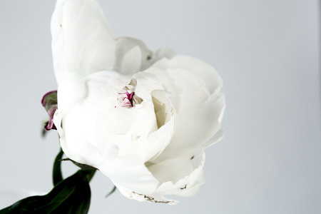 Peony on a white backgroundの写真素材
