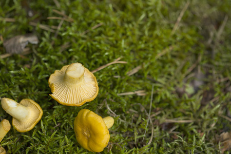 Chanterelle mushrooms in the mossの写真素材