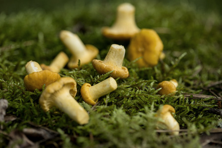 Chanterelle mushrooms in the moss