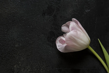 Pink tulip on a black backgroundの写真素材