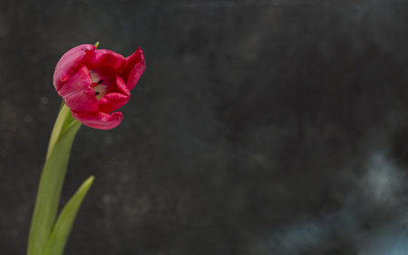 Red tulip on a black backgroundの写真素材