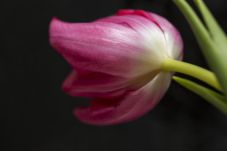 Red tulip on a black backgroundの写真素材