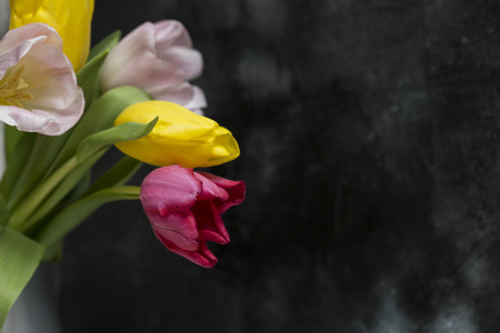 Tulips on a black backgroundの写真素材
