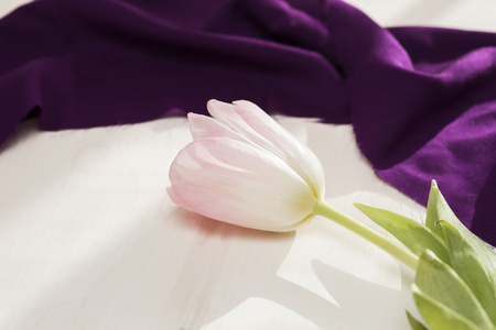 Pink tulip on a white backgroundの写真素材