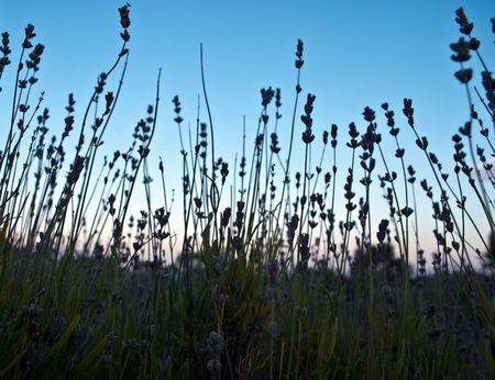 Mountain Lavender in Alushta, Crimea, Ukraineの写真素材