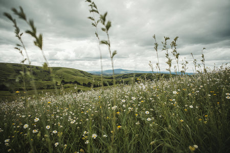 Meadow with daisies in the Carpathian mountainsの素材