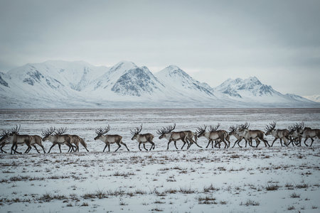 Reindeer herd running on snow in Iceland. Toned.の素材