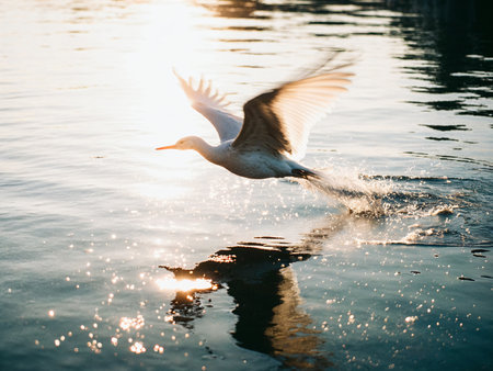 White Heron flying in the water at sunset. Close up.の素材