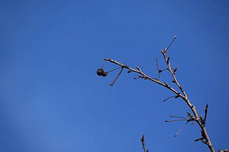 branch on blue sky backgroundの写真素材