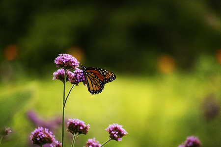 butterfly on a pink flowerの写真素材