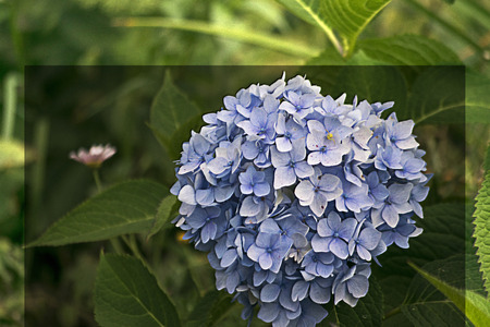 blue flower with effect in summerの写真素材