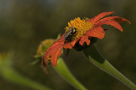 a bee on a red flower in a botanical gardenの写真素材