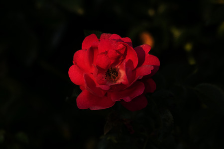 rosa seafoam in a botanical gardenの写真素材