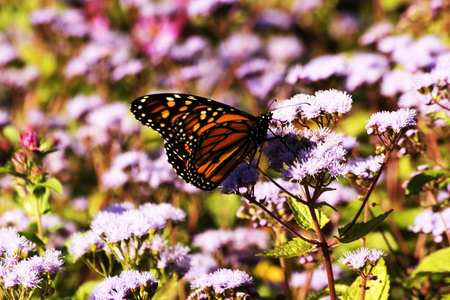 butterfly on white flowers at dawnの写真素材