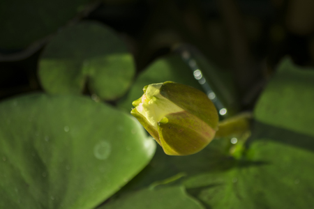 closed bud water lily in the botanical gardenの写真素材