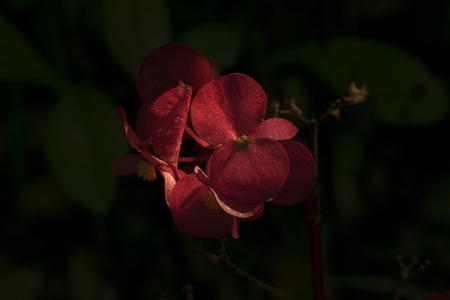 red flower at dawn in a botanical gardenの写真素材