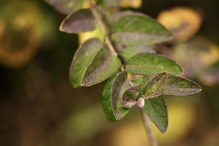 branch with leaves in an autumn gardenの写真素材