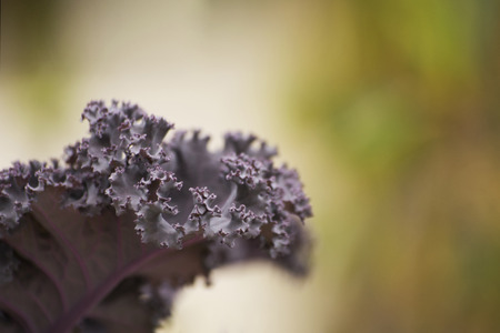 brassica oleracea with garden in autumnの写真素材