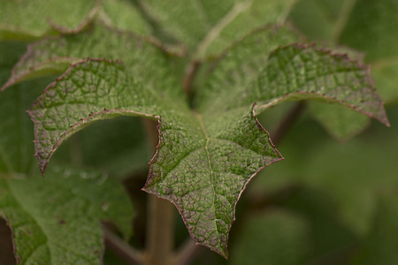 green leaf in the gardenの写真素材