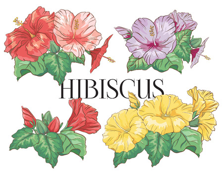 Set of hand drawn hibiscus flowerのイラスト素材