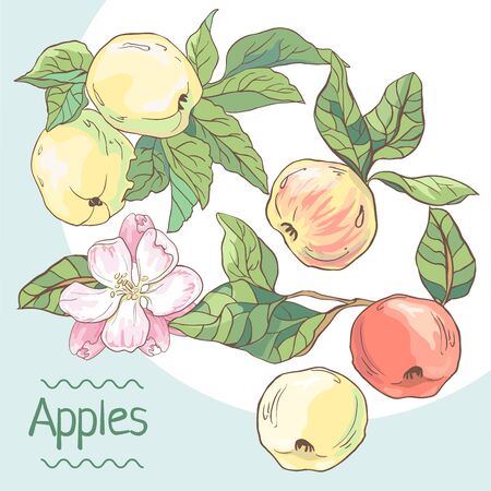 Set of hand drawn apples with leaves and flowers.のイラスト素材