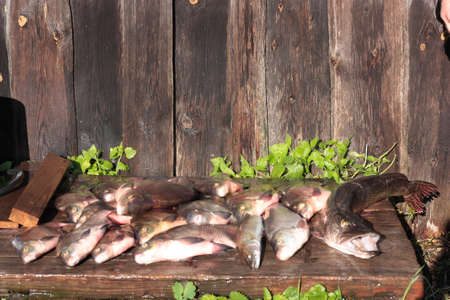 Fresh fish