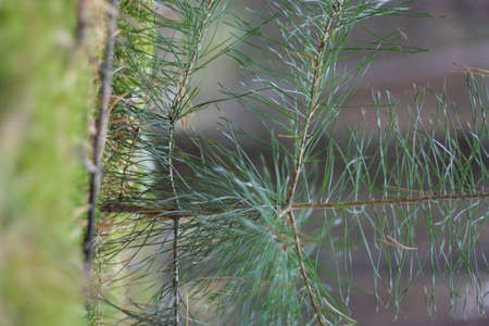 Pine