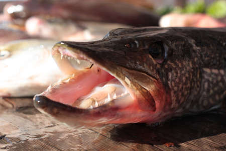 Fresh pikeの写真素材