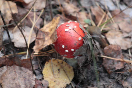fly agaric
