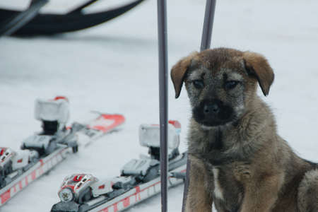 Puppyの写真素材