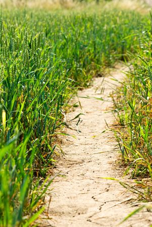 Road at green field of wheatの写真素材