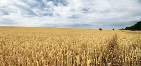 Summer field of wheat の写真素材