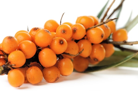 Sea buckthorn 