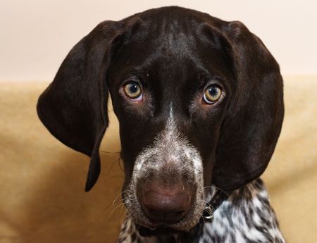 German shorthaired puppy pointer