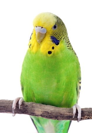 Green and yellow budgie in front of a whiteの写真素材