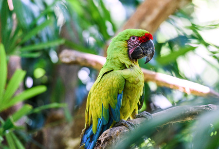 Wildlife in Costa Rica. Parrot Ara in green tropical forest, Costa Rica.の写真素材