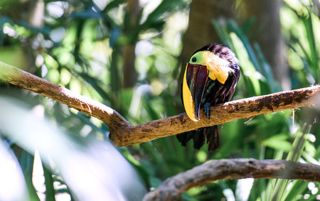 Close up of a toucan on a tree branch in tropical Costa Ricaの写真素材