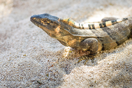 Spiny-tailed Iguana in Costa Rica. Clouse upの写真素材