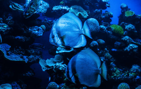 Aquarium fish and corals in blue tone. Underwater background