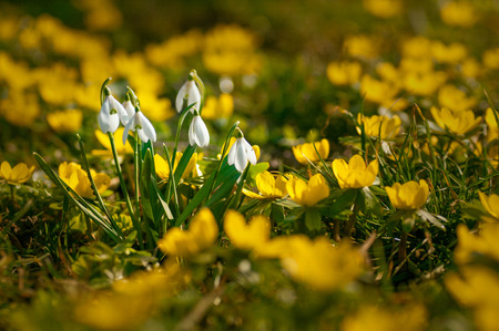 Beautiful snowdrops between yellow flowers during first days of spring shot up close in a forest in...