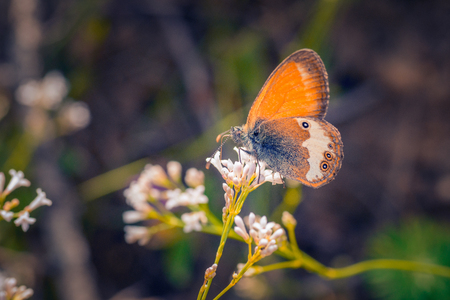 Beautiful colored butterfly on a red flower macro shotの写真素材