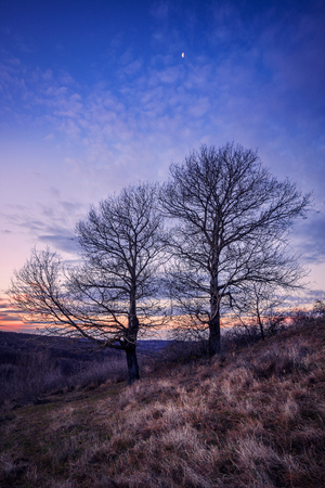 Two trees against blue sky on a December morning with hoar frost at sunrise with the moon aboveの写真素材